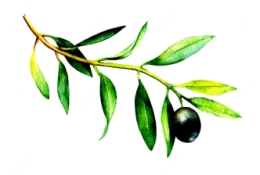 feuille olivier